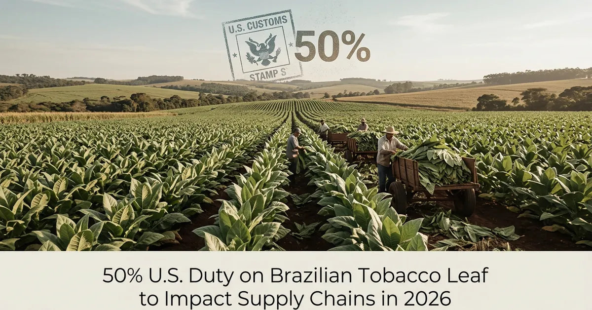 Tobacco farmers harvesting green leaf tobacco in a large field in Brazil.