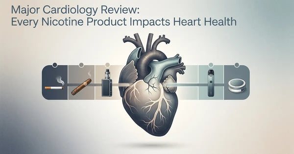 Medical illustration of a human heart and vascular system highlighting the effects of nicotine.
